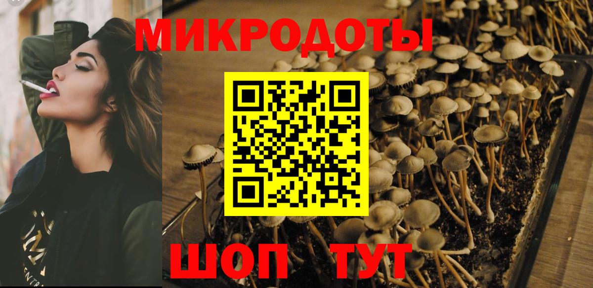 Галлюциногенные грибы Psilocybe Чапаевск